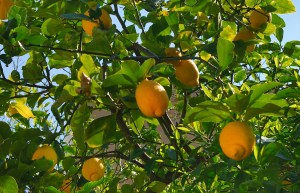 5589661886_6edc81209f_o