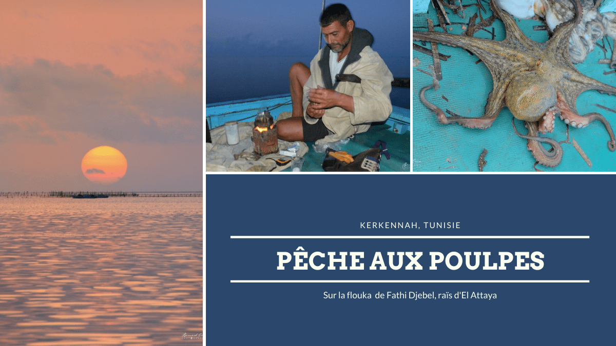 Pêche aux poulpes, drina, Kerkennah