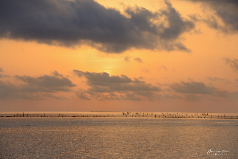 Un soleil d'or disperse la brume sur une mer pure et lisse d'où émerge le rideau d'une charfia. Cette beauté est celle de la mer des Kerkennah depuis des siècles. En apparence rien ne change dans cet espace où progresse la felouque Najha. Et pourtant, il y a tout juste cinq ans aucun moteur n'aurait troublé le silence matinal. Seule une voile latine aurait orné le ciel. Il y a deux ou trois ans le rideau aurait été celui des palmes vertes des dattiers. Beaucoup plus durables, les tubes en PVC et les filets synthétiques remplacent petit à petit les palmes dans les charfias. Que deviendront ces matériaux par la suite quand ils seront hors d'état ou quand les charfias seront abandonnées? Quand on voit ce qui se passe sur les îles, il y a lieu d'être inquiet.