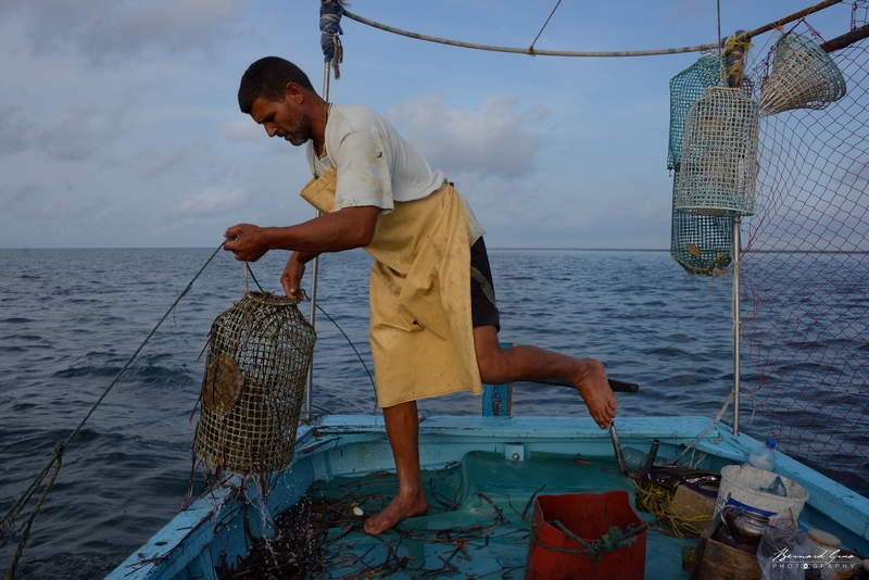 Poulpe-Kerkennah-160930-08