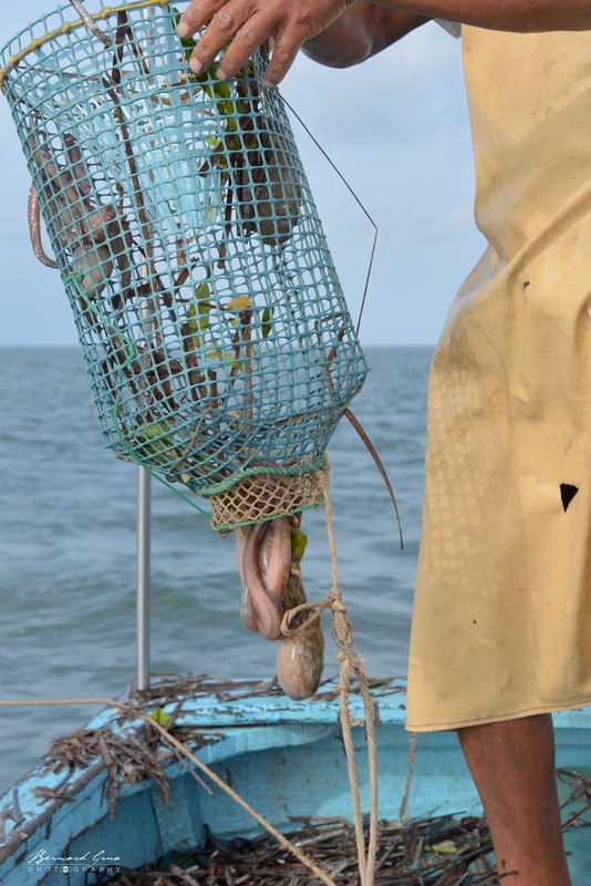 Kerkennah 30/09/2016, Drina, bBernard Grua, Poulpes