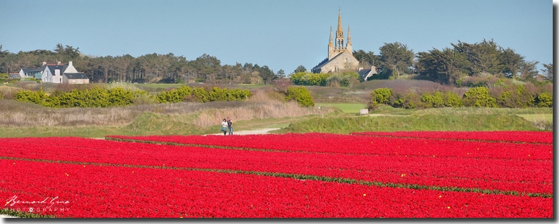 Chapelle Notre dame de Tronoën avec tulipes rouges. Pays Bigouden; Photo B. Grua