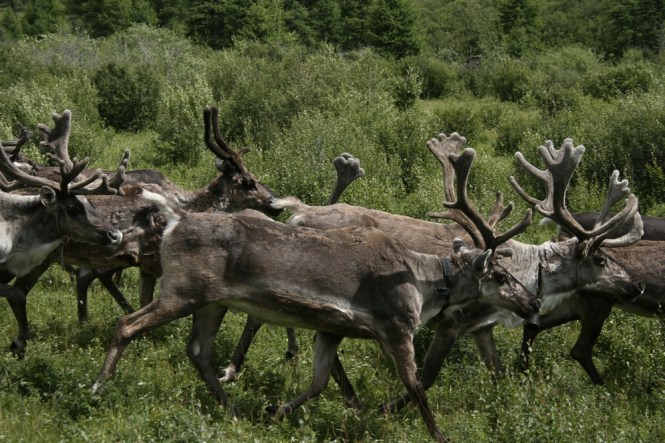 Rennes à Oura Ourde, été 2008 - Bernard Grua