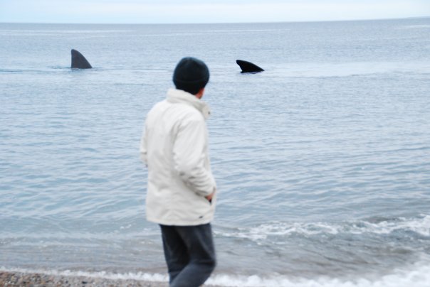 Bernard Grua devant une baleine, Bahia de la Peninsulda Valdès, Patagonie, Argentine