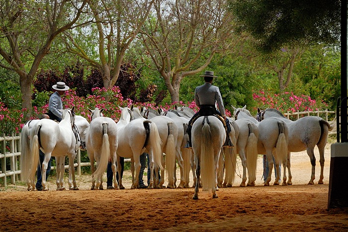 Bernard Grua photographie, feria d'Arcos de Jerez
